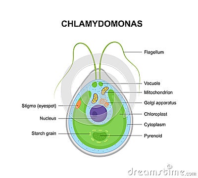 Vector structure of Chlamydomonas. Educational illustration Vector Illustration